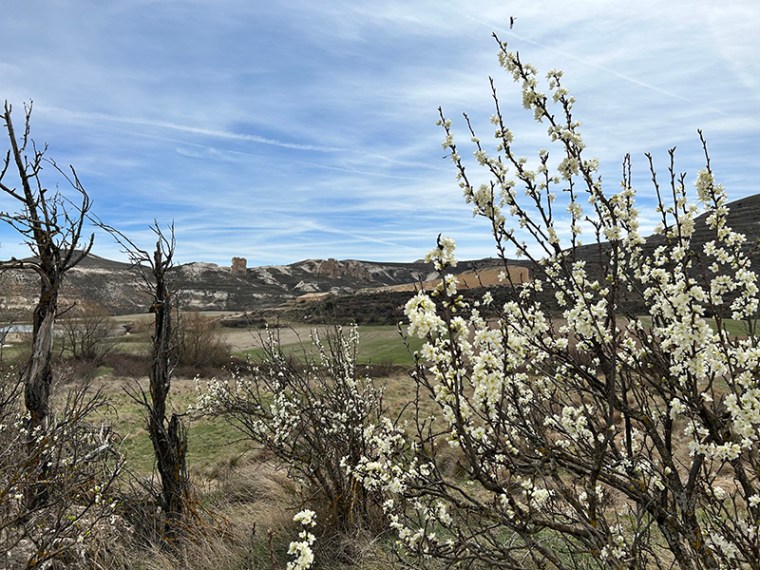 Cuadrillas de Aguaviva de la Vega en Soria.