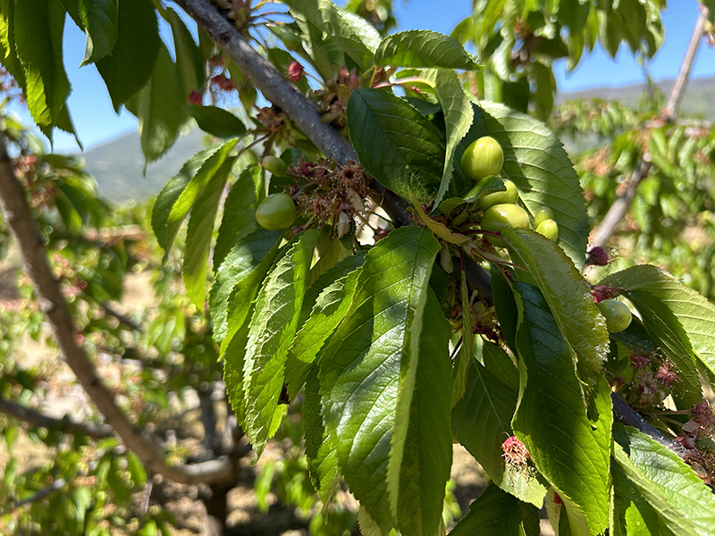Cerezas del Valle del Jerte