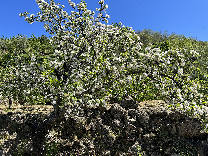 Cerezo del Valle del Jerte