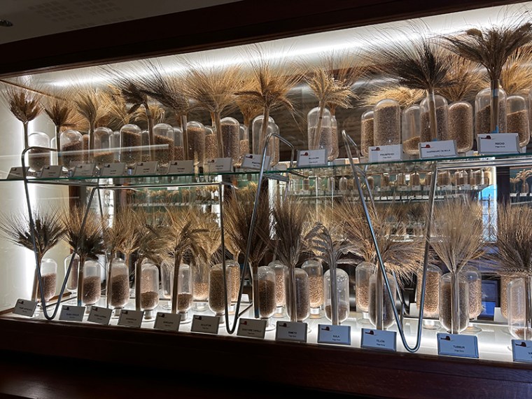 Colección de trigo en el castillo Arévalo