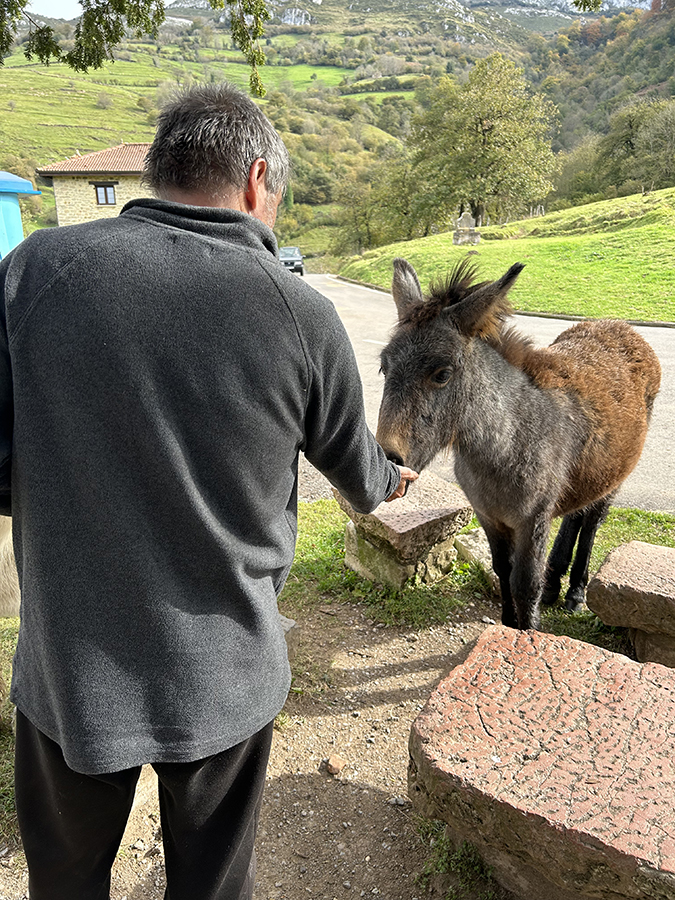 Caballos y burros en Las Xanas