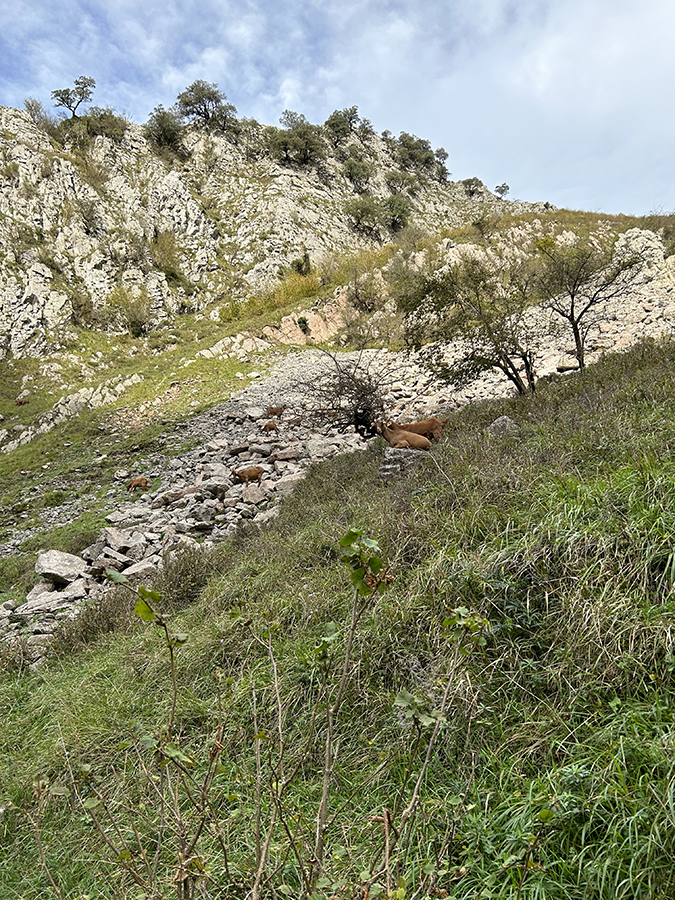 Desfiladero de Las Xanas (cabras).