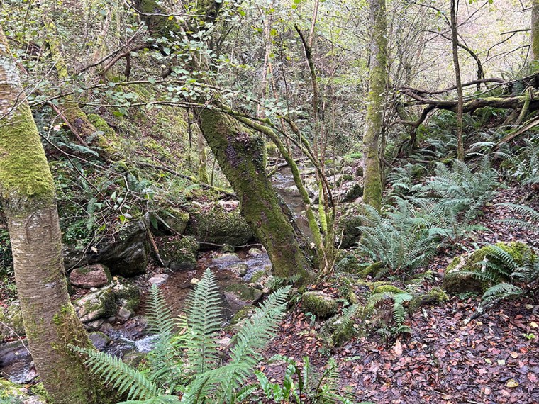 Vegetación del arroyo Las Xanas