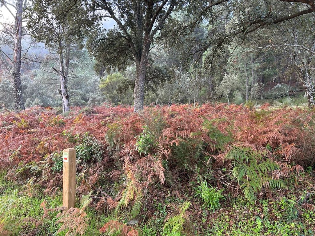 Helechos en Riomalo de Abajo Las Hurdes 