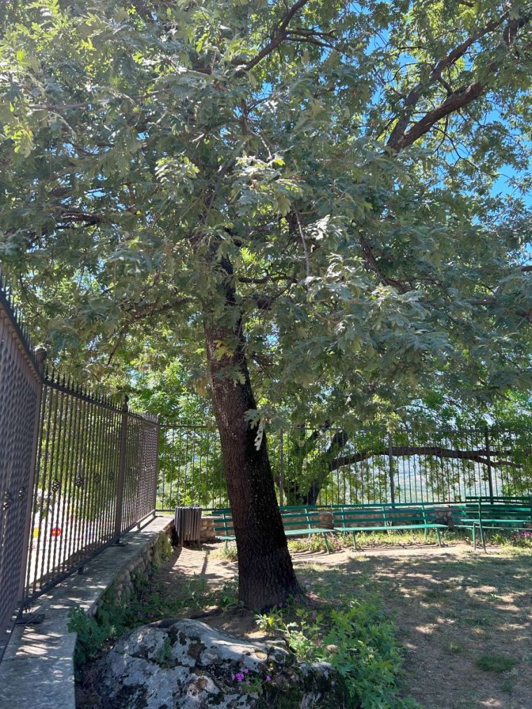 Olmo centenario Valdastillas