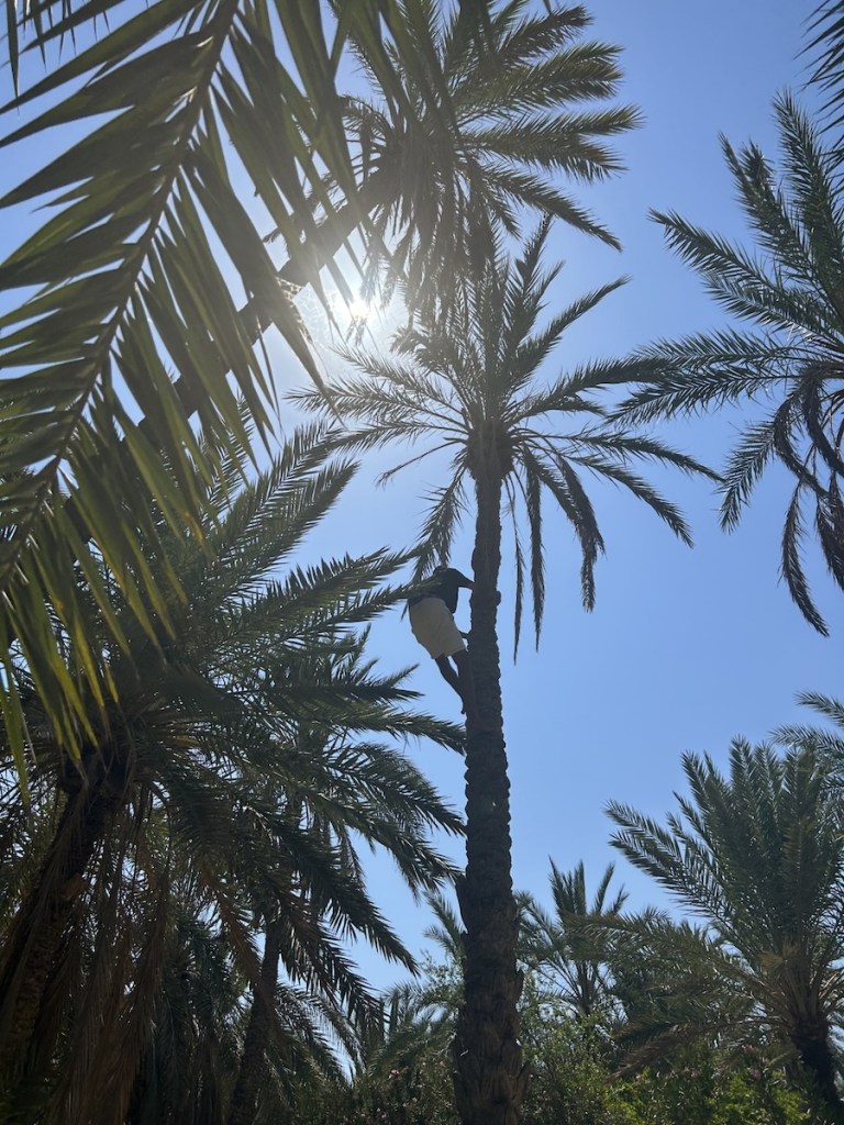 Palmeral de Túnez